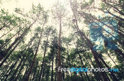 Vintage Style,pine Branches In The Sky, Closeup Of Photo Stock Photo