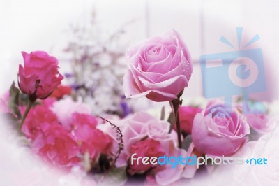 Vintage Valentines Roses Flower Stock Photo