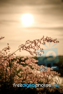 Vintage Wild Florwers In Sunset Stock Photo