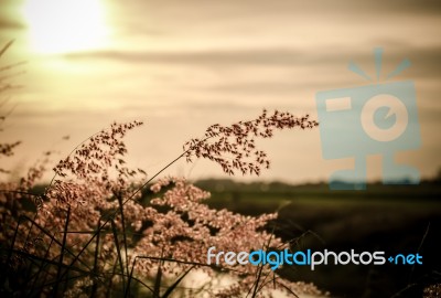 Vintage Wild Florwers In Sunset Stock Photo