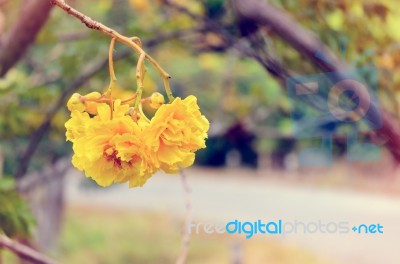 Vintage Yellow Flowers Of Cochlospermum Regium Stock Photo