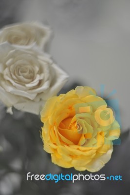 Vintage Yellow Rose Stock Photo