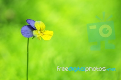 Viola Flower On Green Copyspace Background Stock Photo