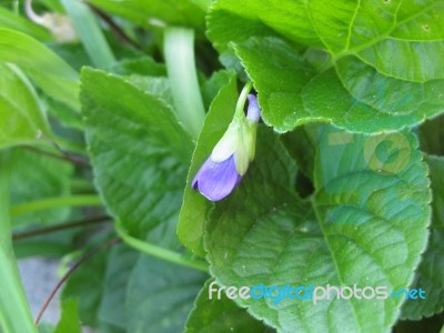 Viola Odorata, Violet Bud Stock Photo