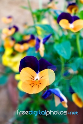 Violas Attaced To A Wall In Pienza Tuscany Stock Photo