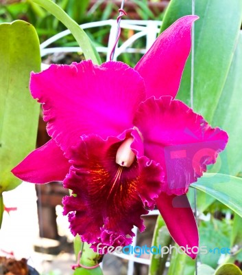 Violet Cattleya Orchid Flower Stock Photo