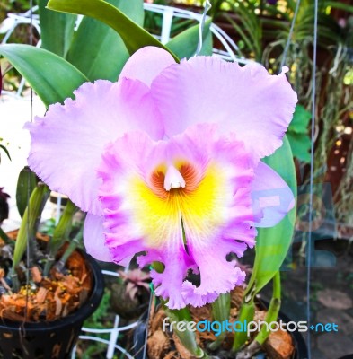 Violet Cattleya Orchid Flower Stock Photo