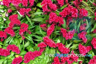 Violet Cockscomb Chinese Wool Flower Background Stock Photo