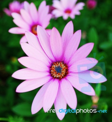 Violet Daisy Stock Photo