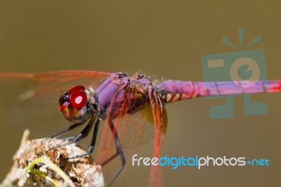 Violet Dropwing (trithemis Annulata) Stock Photo