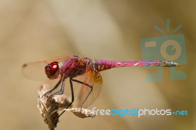 Violet Dropwing (trithemis Annulata) Stock Photo