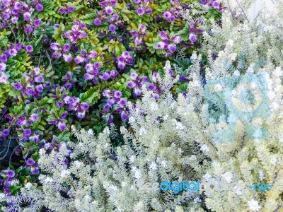 Violet Flower And White Leaves Plant Stock Photo