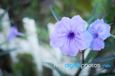 Violet Flower Bloom In The Garden Stock Photo