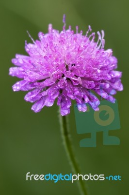 Violet Flower Dispsacacea Stock Photo