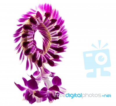 Violet Orchid Stock Photo