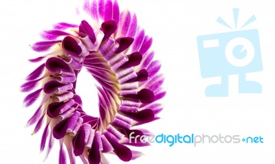 Violet Orchid Stock Photo