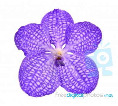 Violet Orchid On White Stock Photo