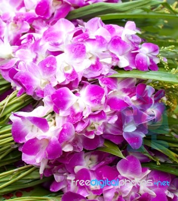 Violet Orchids Flower Stock Photo