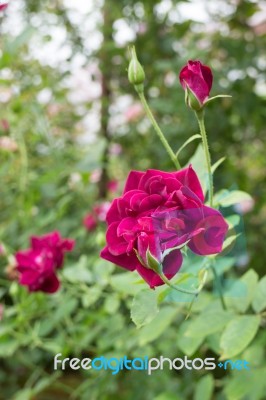 Violet Rose Bush In The Garden Stock Photo