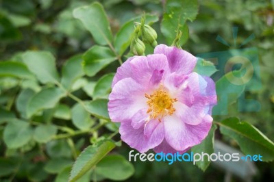 Violet Rose Bush In The Garden Stock Photo