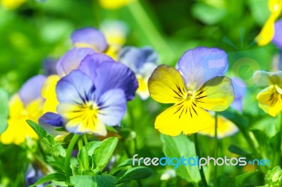 Violet Yellow Viola Flower In Garden Stock Photo