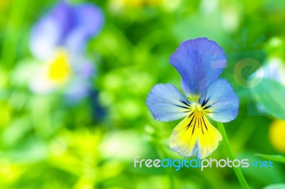 Violet Yellow Viola Flower In Garden Stock Photo