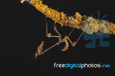 Violin Stick Insect Stock Photo