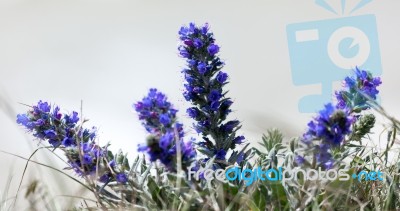 Viper's Bugloss (echium Vulgare) Growing On The Cliff Edge Near Stock Photo