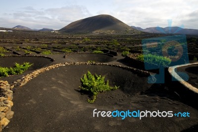 Viticulture  Winery Spain La Geria Crops  Cultivation Stock Photo