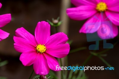 Vivid Cosmos Flower Stock Photo