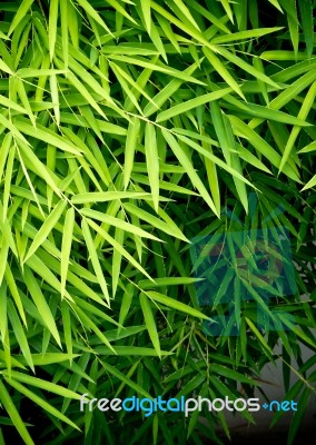 Vivid Green Color Of Bamboo Leaf Stock Photo