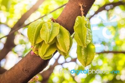 Vivid Star Apple Fruit On Tree Is Famous In Thailand. Select Focus Stock Photo