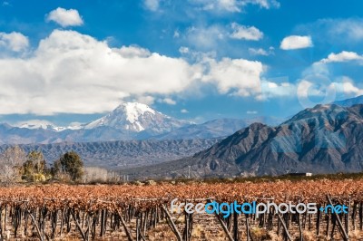 Volcano Aconcagua And Vineyard Stock Photo