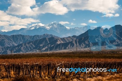 Volcano Aconcagua And Vineyard In The Argentine Province Of Mend… Stock Photo