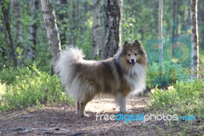 Walk In The Forest Stock Photo