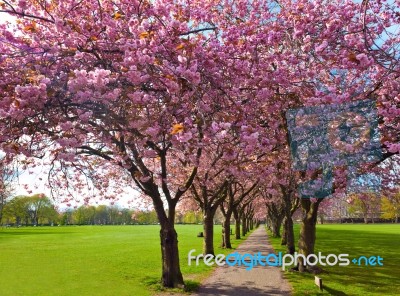 Walk Path Surrounded With Blossoming Plum Trees Stock Photo