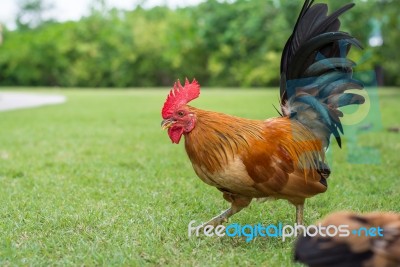 Walking Hen On Greensward Stock Photo