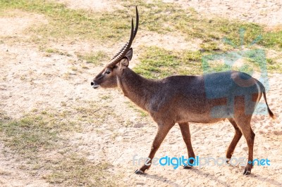 Walking Nyala Stock Photo