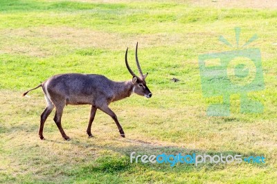 Walking Nyala Stock Photo