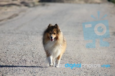 Walking Sheltie Stock Photo