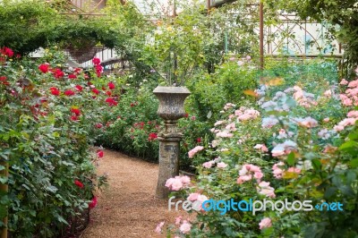 Walkway In Botanic Rose Garden Stock Photo