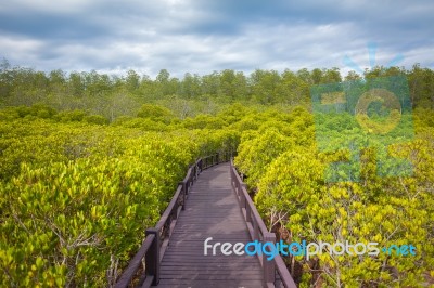 Walkway In Forest Stock Photo