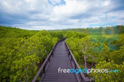 Walkway In Forest Stock Photo