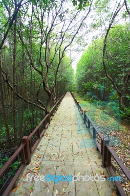 Walkway In Mangrove Forest Stock Photo