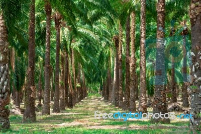 Walkway In Palm Tree Garden Stock Photo