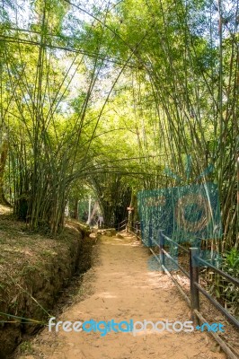 Walkway Through Tunnel Of Bamboo Tree Forest Stock Photo