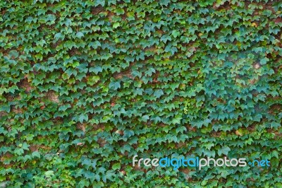 Wall Of Leaves Stock Photo