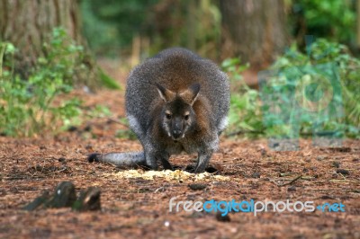 Wallaby Stock Photo