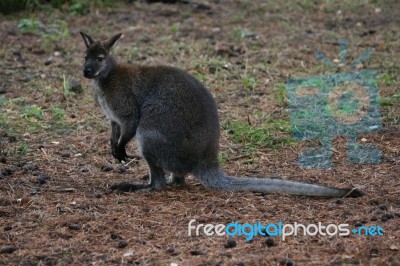 Wallaby Stock Photo