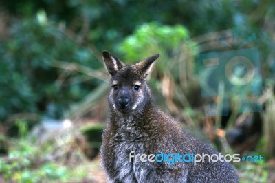 Wallaby Stock Photo